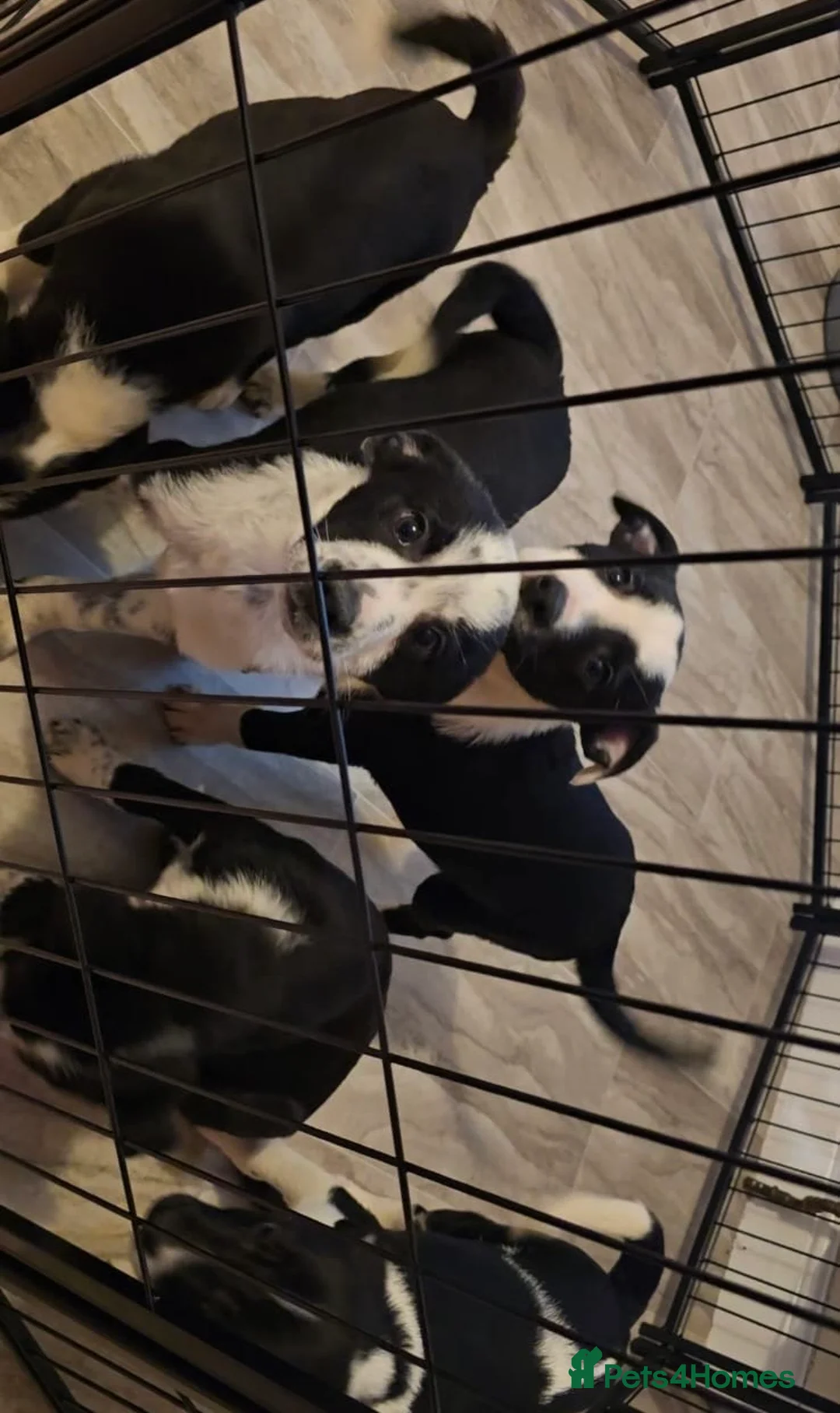 Border Collie dogs for sale: Border collie puppys - Advert 8