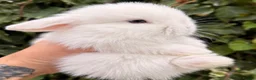 Mini Lop rabbits for sale: Mini lop babies and adults  - Advert 4