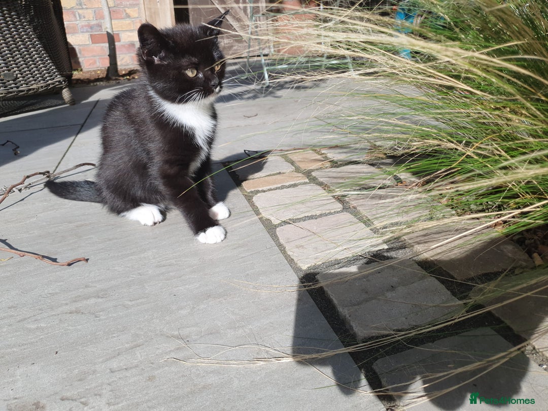 British Shorthair cats for sale: Cute black and white male kitten half BSH/tabby - Image 3