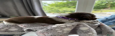 German Shorthaired Pointer Puppy 3