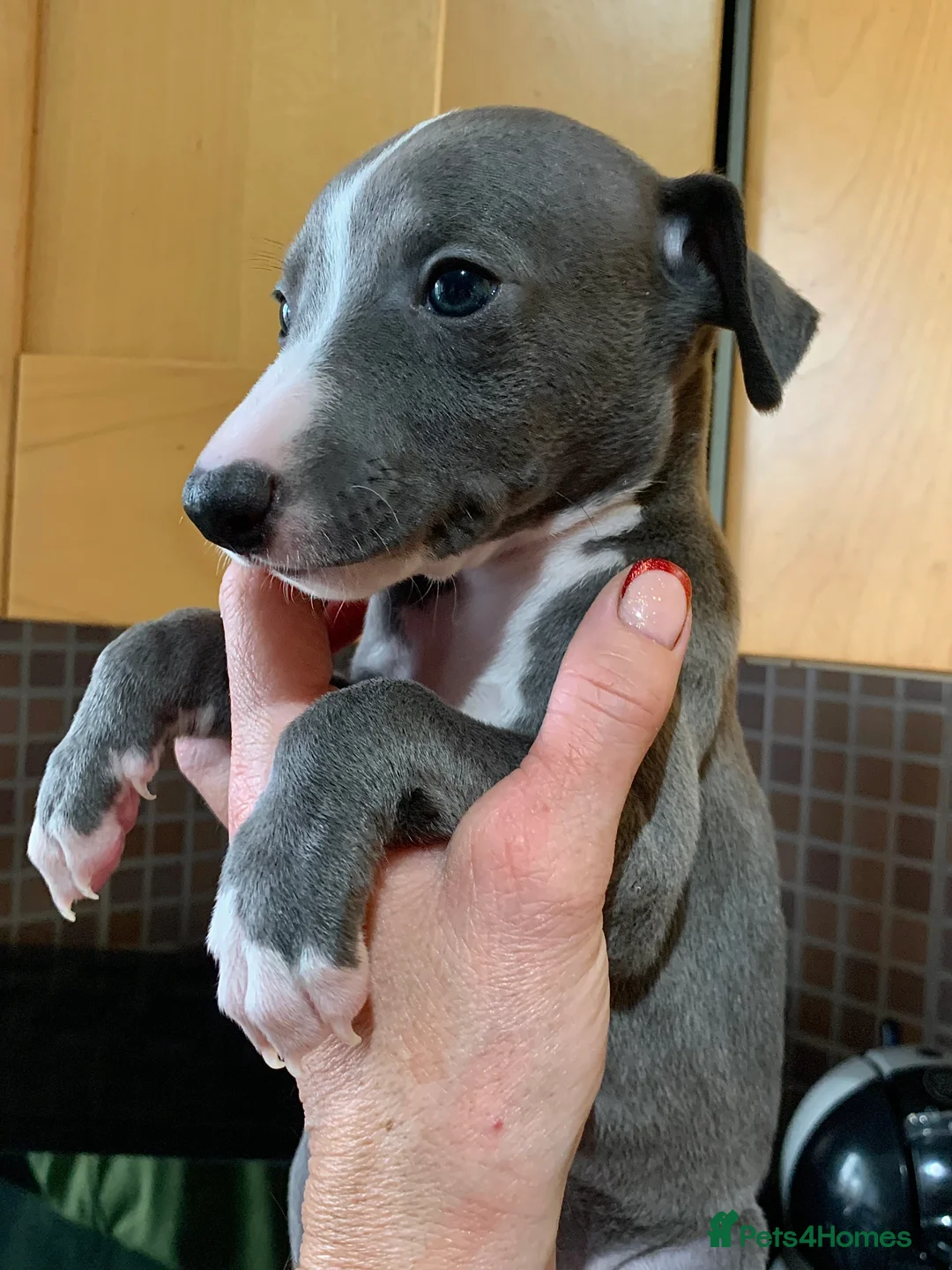 Whippet dogs for sale: Blue Kennel Club Registered Whippet puppies  - Advert 21