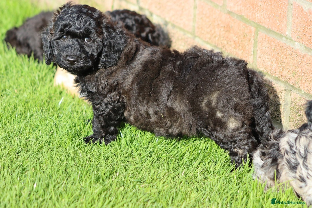 Poochon dogs for sale: F1 Poochon puppies For Sale  - Image 31