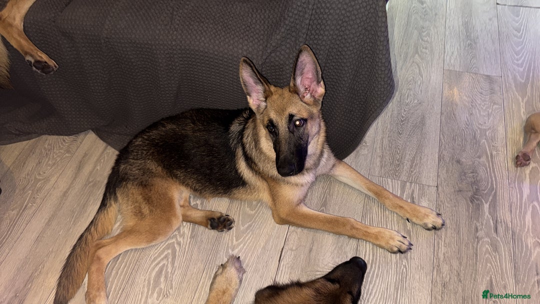 German Shepherd dogs for sale:  Beautiful German Shepherd  - Image 5