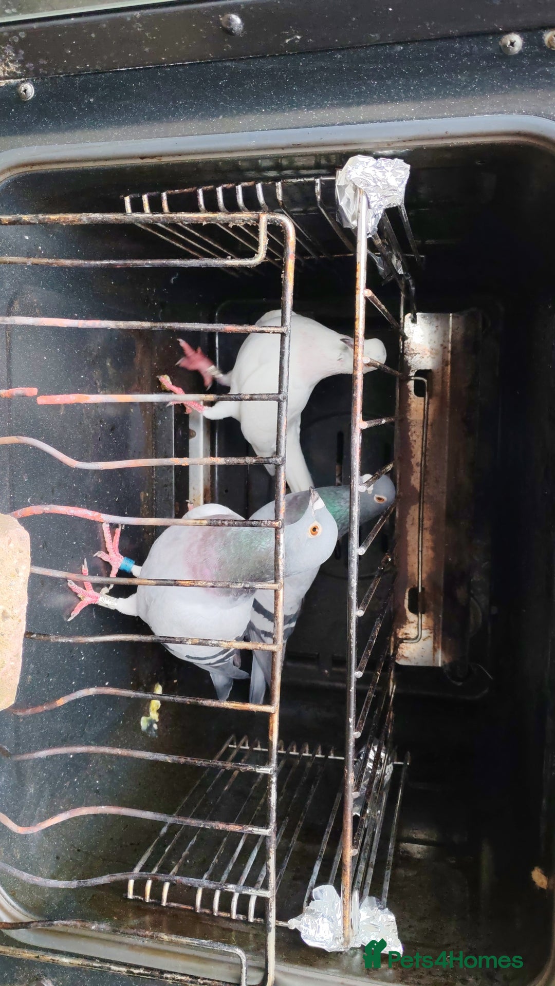 Pigeons birds for sale: GOOD DEAL! - Advert 3