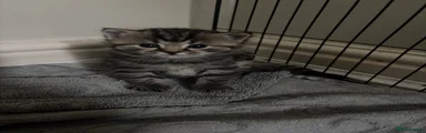 Tabby Kitten no. 2