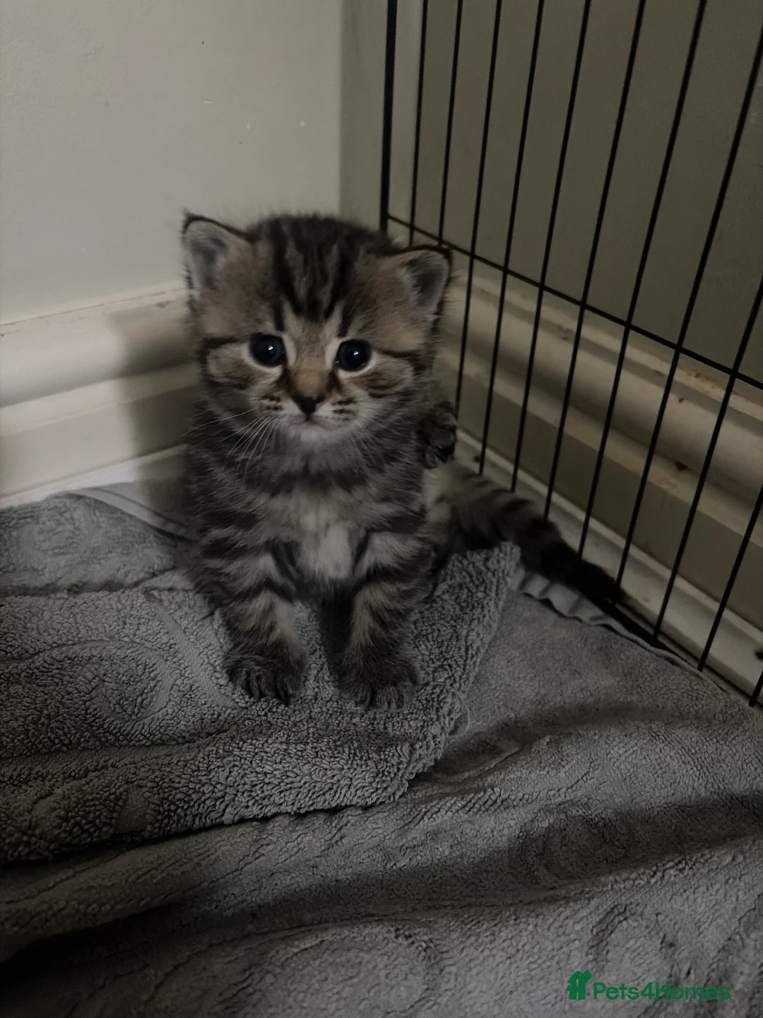British Shorthair cats for sale: British short hair Mix Breed (please read add!)   - Advert 2