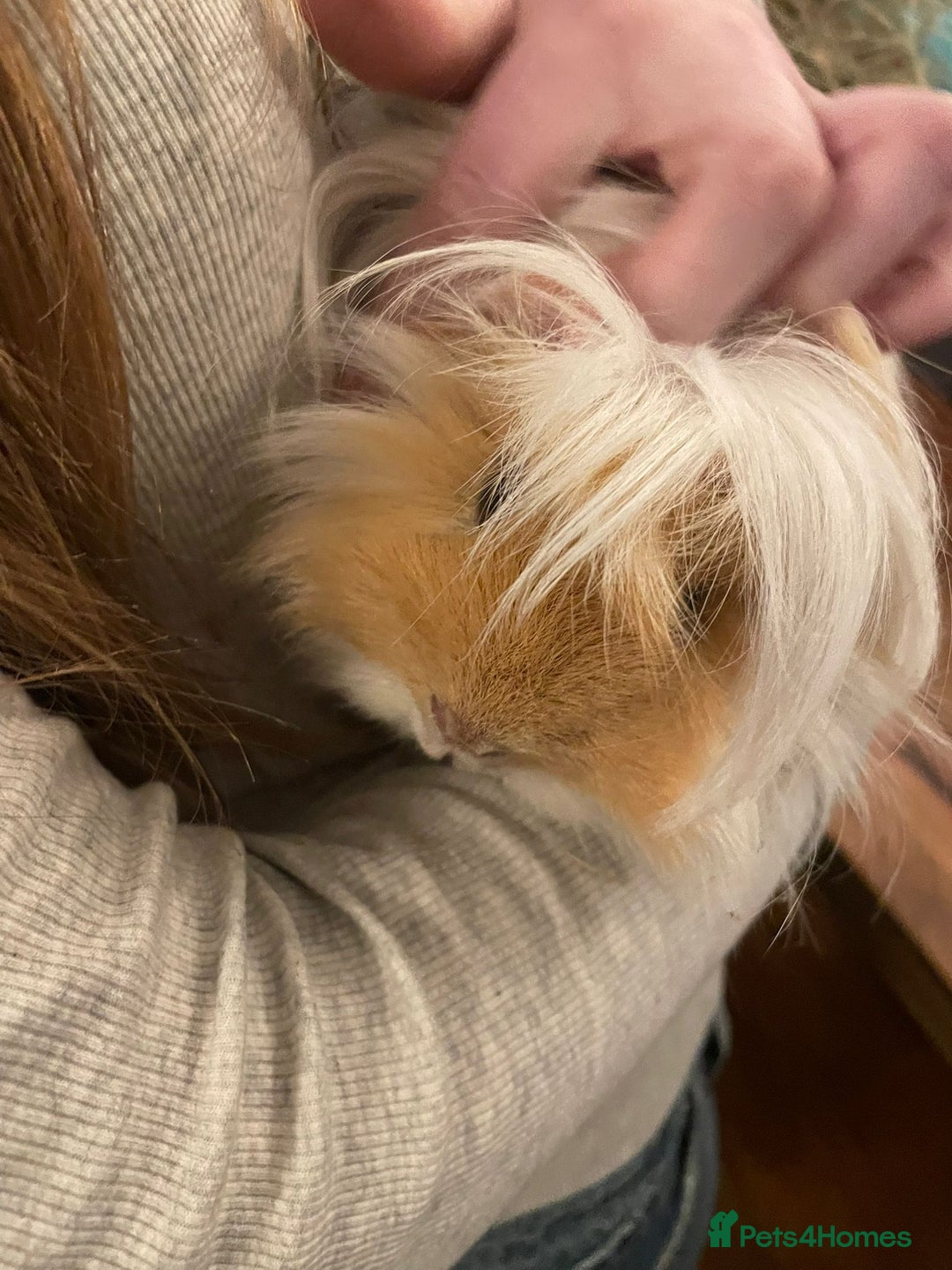 Guinea Pig rodents for sale: Pure bred Peruvian boars, father & son - Advert 1