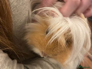 Guinea Pig rodents Pure bred Peruvian boars, father & son - Advert 1