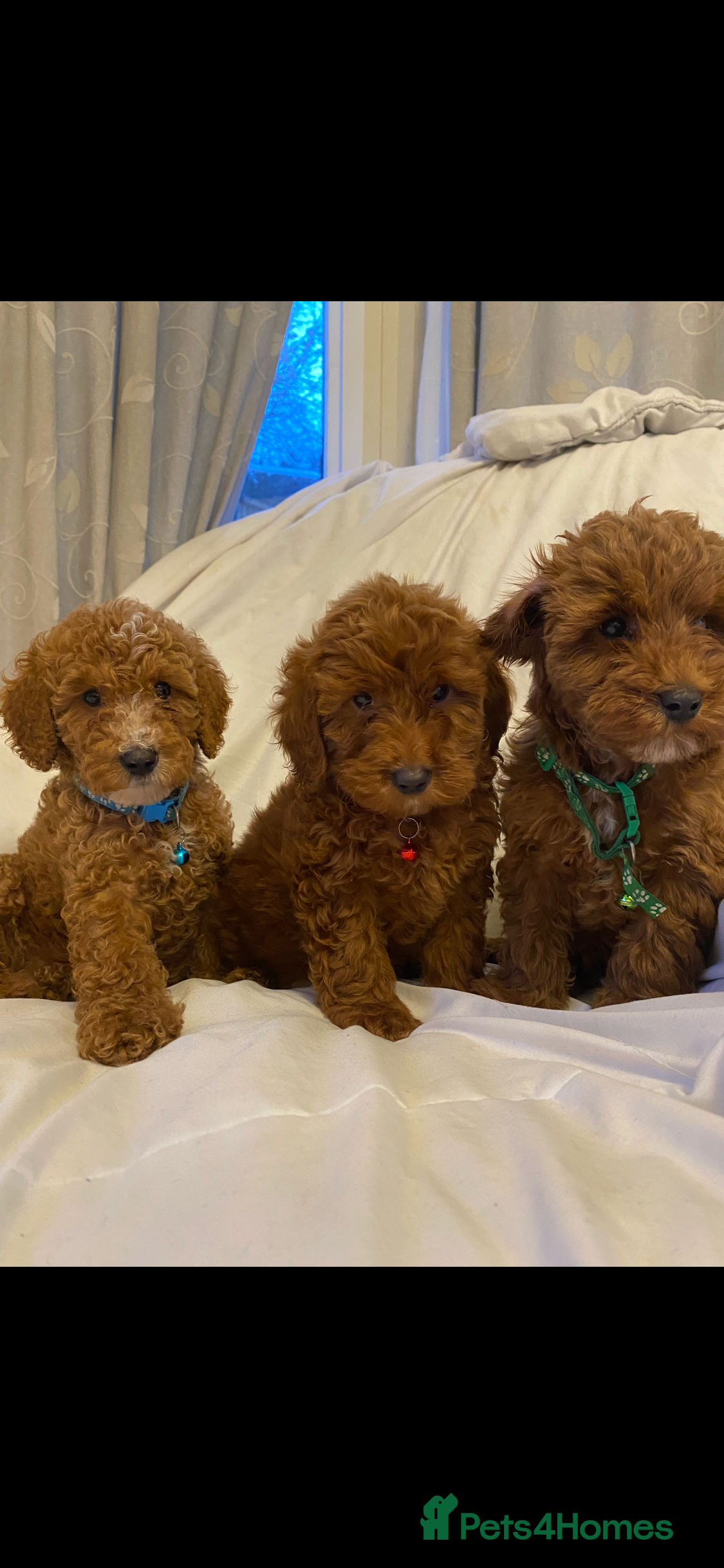 Cockapoo dogs Only 3 babies left cockapoo - Advert 3