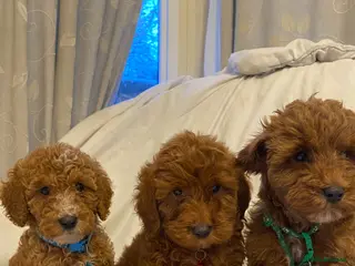 Cockapoo dogs Only 3 babies left cockapoo - Advert 3