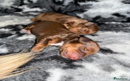 Miniature Dachshund dogs for sale: Beautiful Longhair miniature Dachshund - Image 32