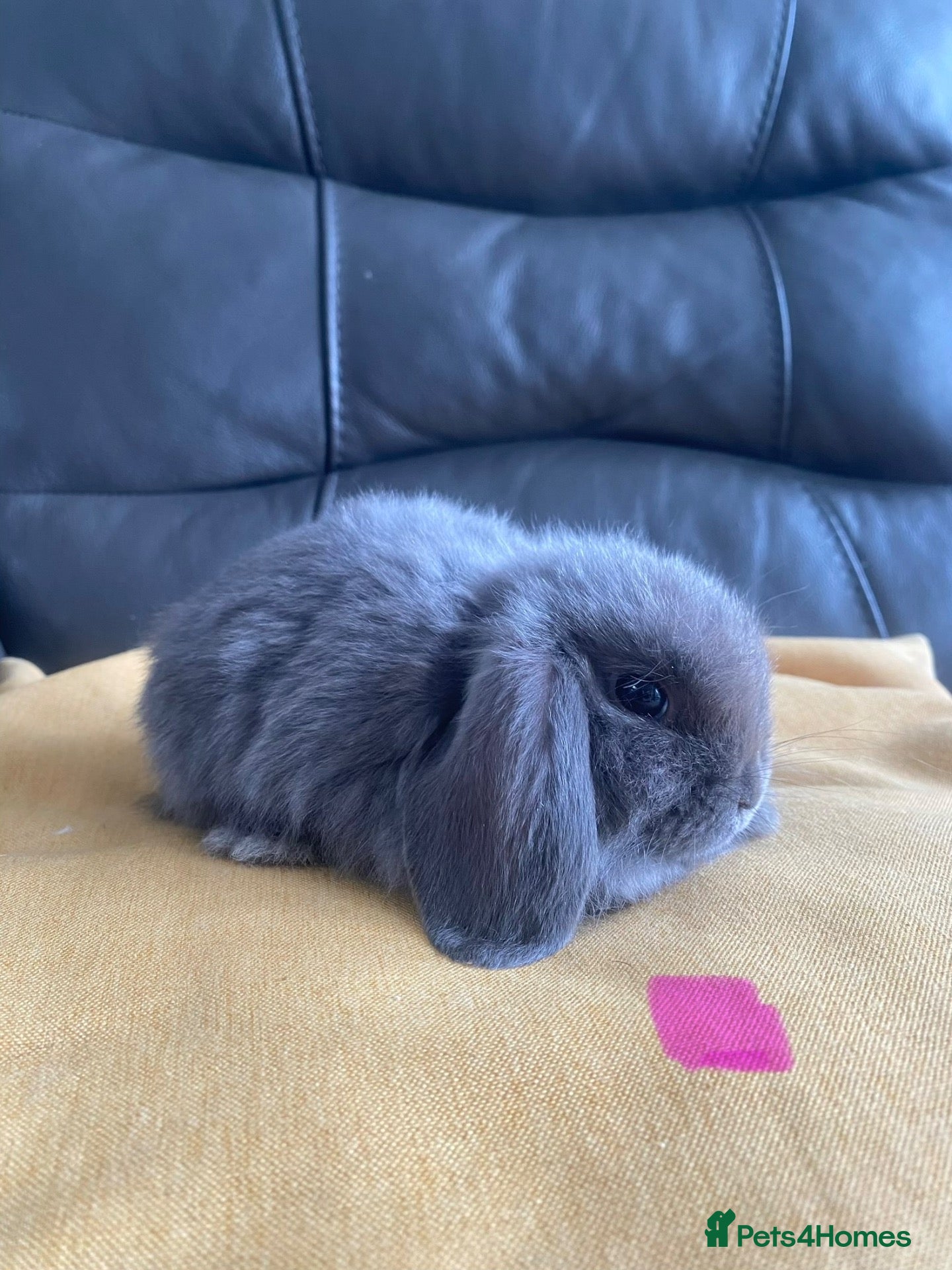 Mini Lop rabbits Mini lops, cashmere minis, lion heads - Advert 10