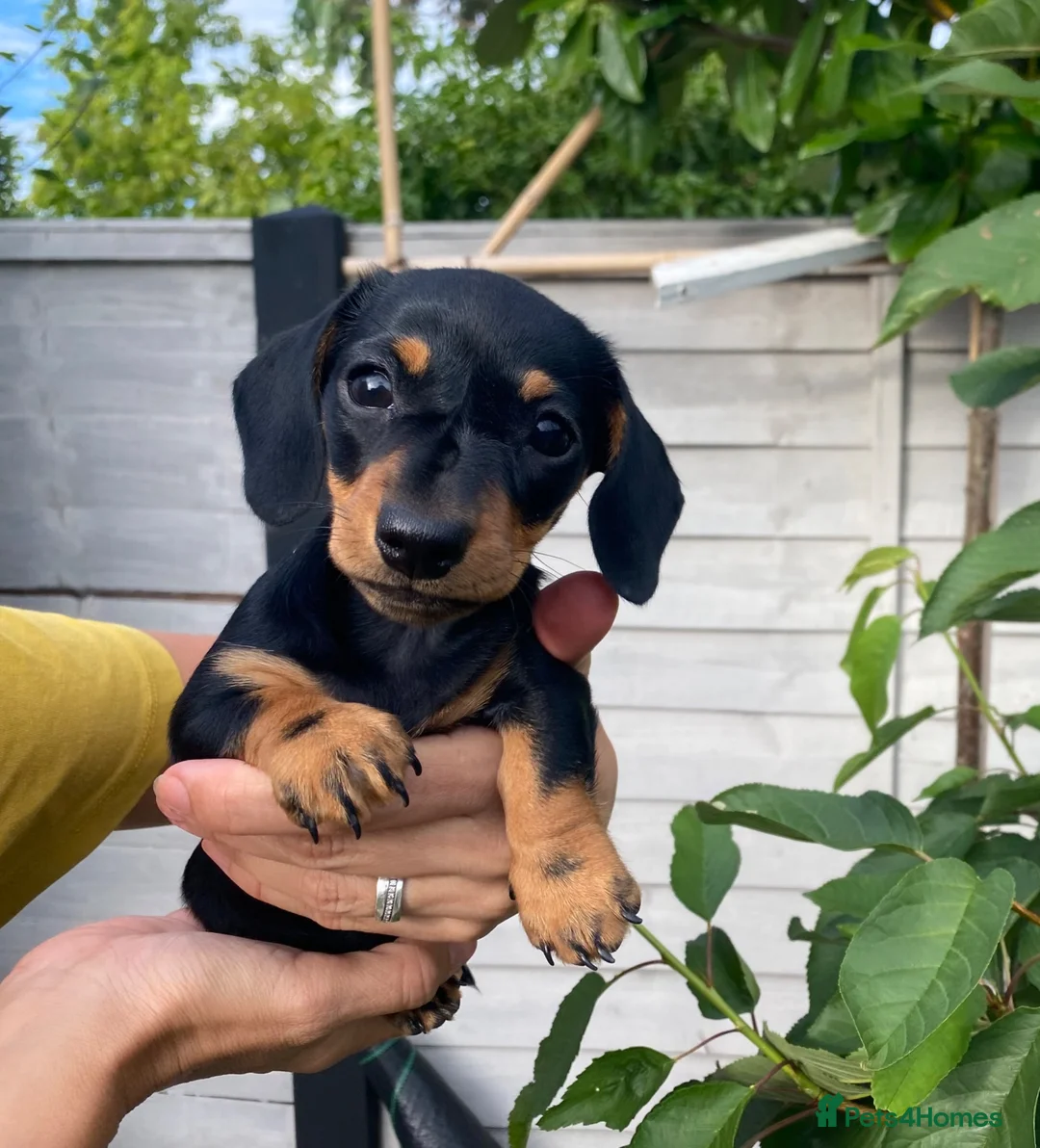 Miniature Dachshund dogs for sale: Miniature dachshund - Advert 1