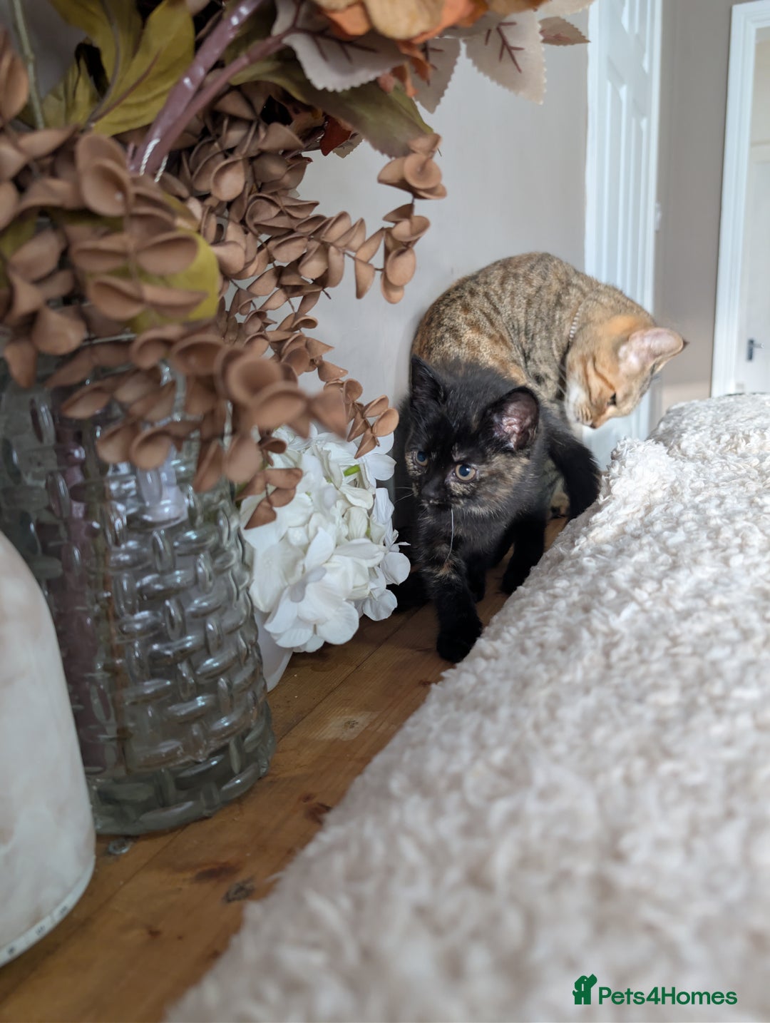 Mixed Breed cats for sale: One female - Advert 5