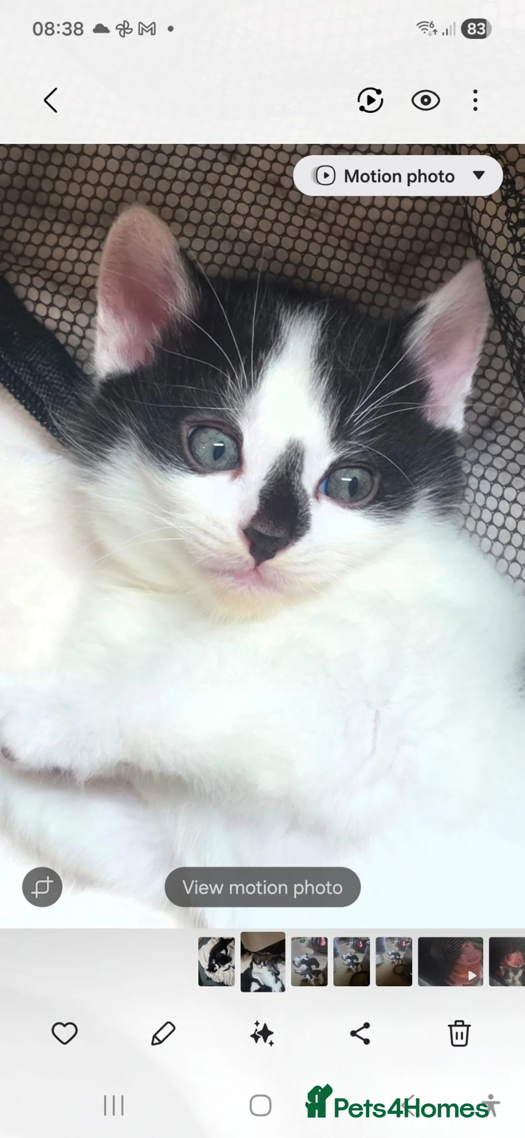 Mixed Breed cats for sale: Ragdoll mixed with standard short hair kittens  - Advert 6