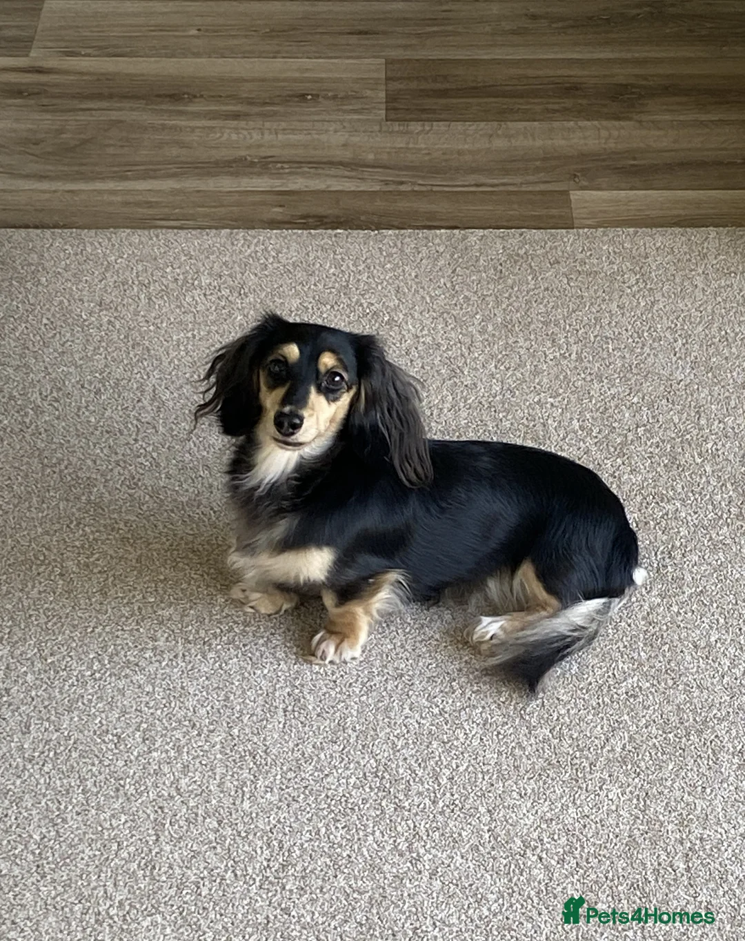 Dachshund dogs for sale: KC Mini Long Haired Dachshund Blk Cream Bitch 2.5  - Advert 1