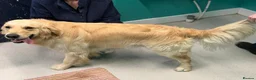 Golden Retriever dogs for stud: Handsome KC registered golden retriever for stud  - Advert 7