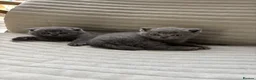 Scottish Fold cats for sale: Lovely kittens  - Advert 2