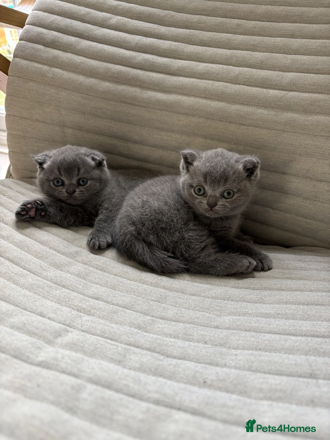 Scottish Fold cats for sale: Lovely kittens  - Advert 2
