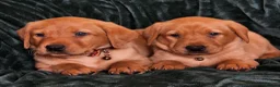 Labrador Retriever dogs for sale: ⭐⭐7 Beautiful Fox Red Labrador Pups Ready Soon!⭐⭐️ - Advert 11