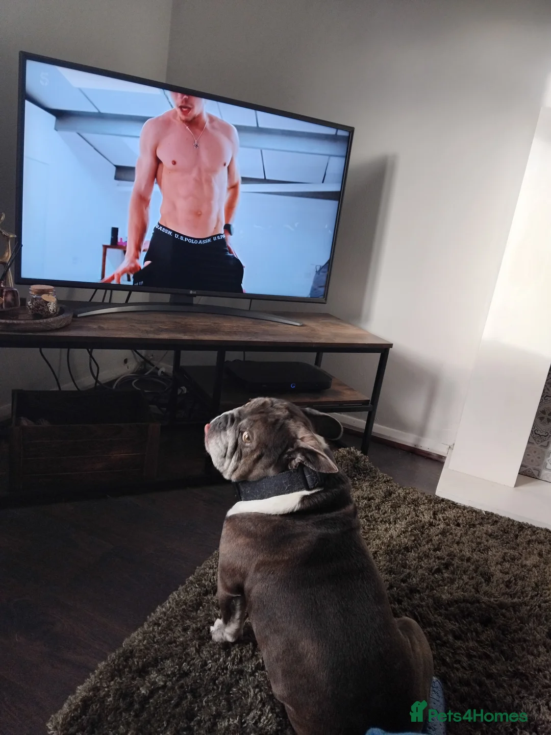 Mixed Breed dogs for sale: British bulldog x frenchie - Advert 2