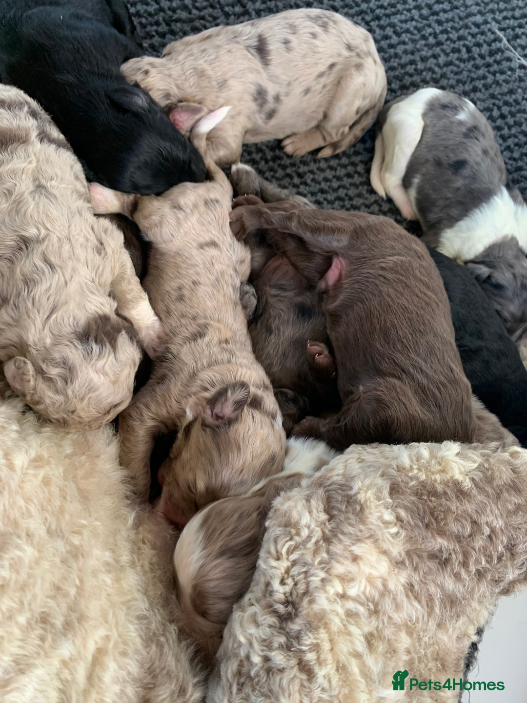 Bernedoodle dogs for sale: Midi Size Bernedoodle Merle, Chocolate - Advert 1