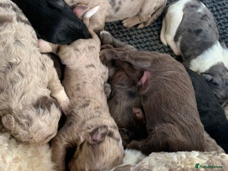 Bernedoodle dogs Midi Size Bernedoodle Merle, Chocolate - Advert 3