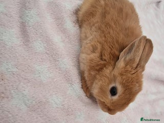 Dwarf Lop rabbits Rabbit - Advert 1