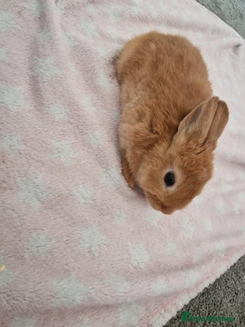 Dwarf Lop rabbits Rabbit - Advert 1