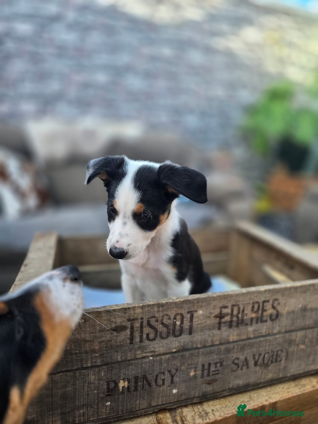 Mixed Breed dogs for sale: 2 Female Collie pups for sale - Advert 13