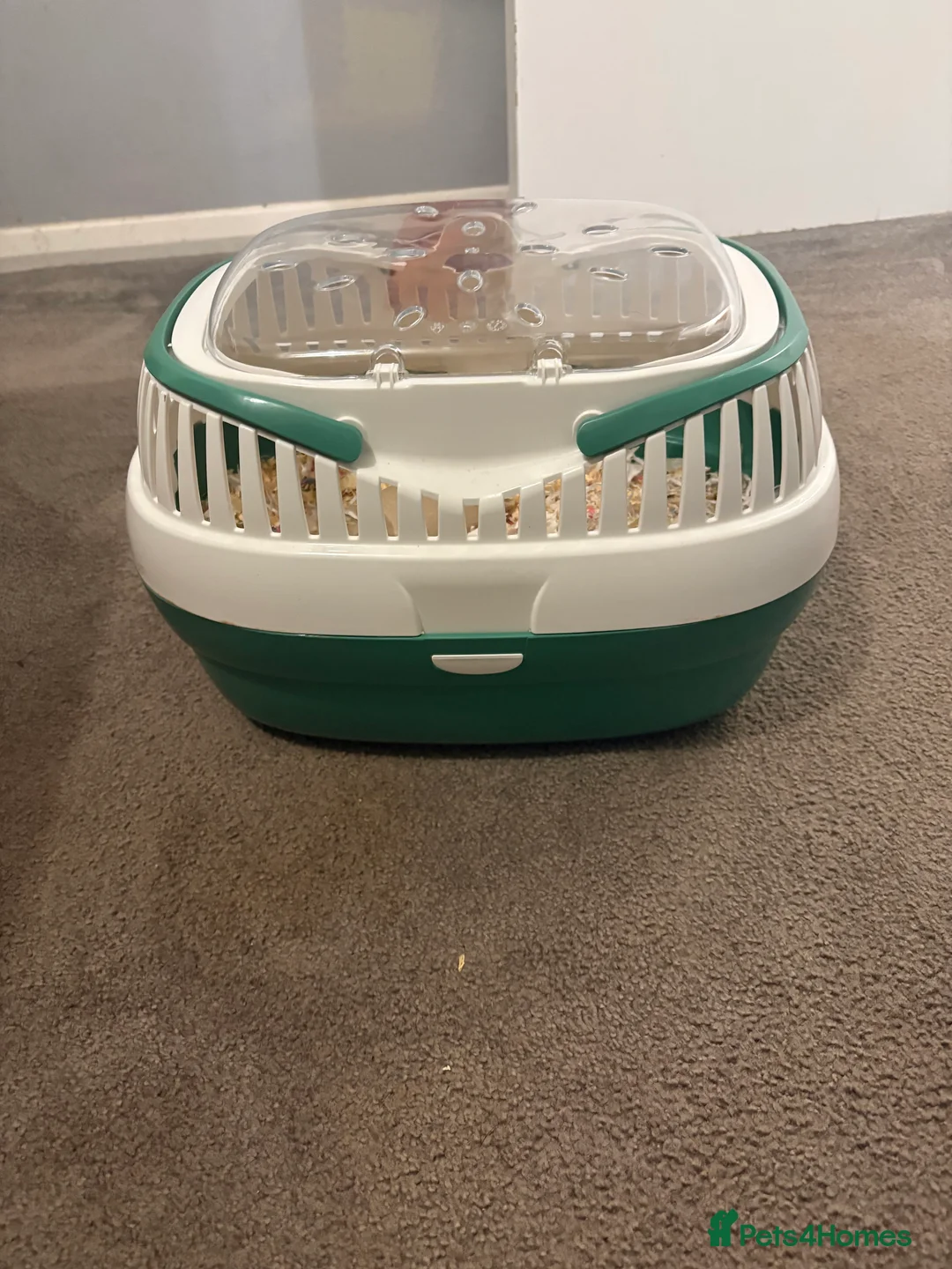 Hamster rodents for sale: 6 month old male Syrian hamster and enclosure  - Advert 4