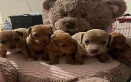 Mixed Breed dogs for sale: LAST ONE LEFT Micro Chiweenie – Smallest in the UK - Image 3