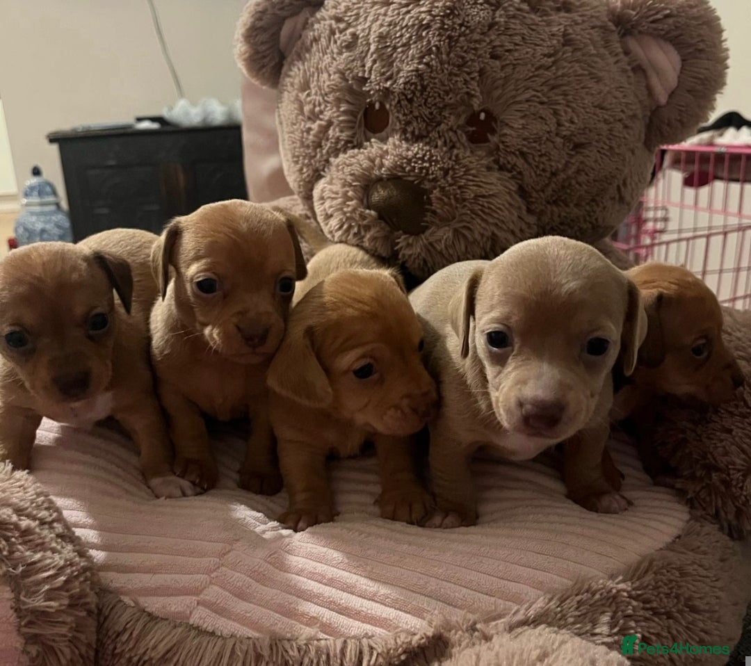 Mixed Breed dogs for sale: LAST ONE LEFT Micro Chiweenie – Smallest in the UK - Image 3