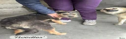 Mixed Breed dogs for adoption: Noodle, 11 months approx. Available for adoption. - Advert 27