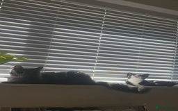 Russian Blue cats for sale: STUNNING KITTENS  - Image 5