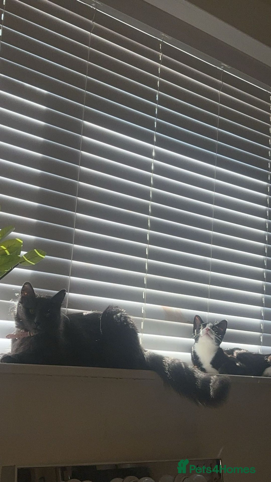 Russian Blue cats for sale: STUNNING KITTENS  - Image 5