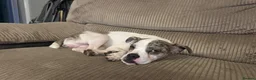 Mixed Breed dogs for sale: Boston terrier x jack Russel  in Gravesend - Advert 5