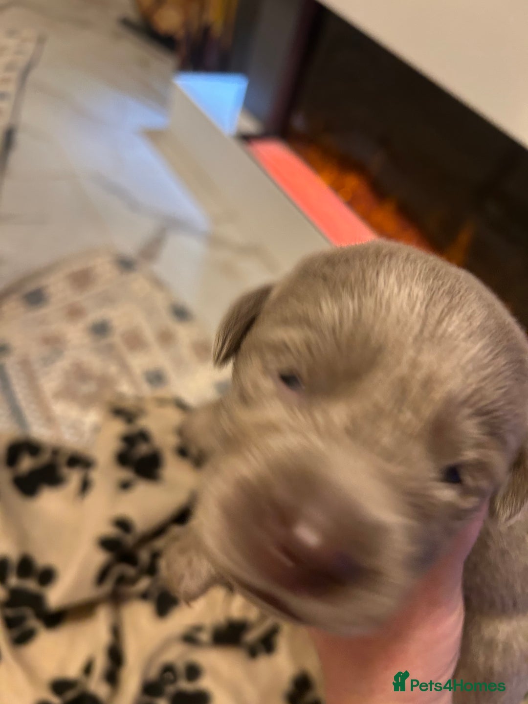 Labrador Retriever dogs for sale:  Silver Labrador retriver - Advert 10