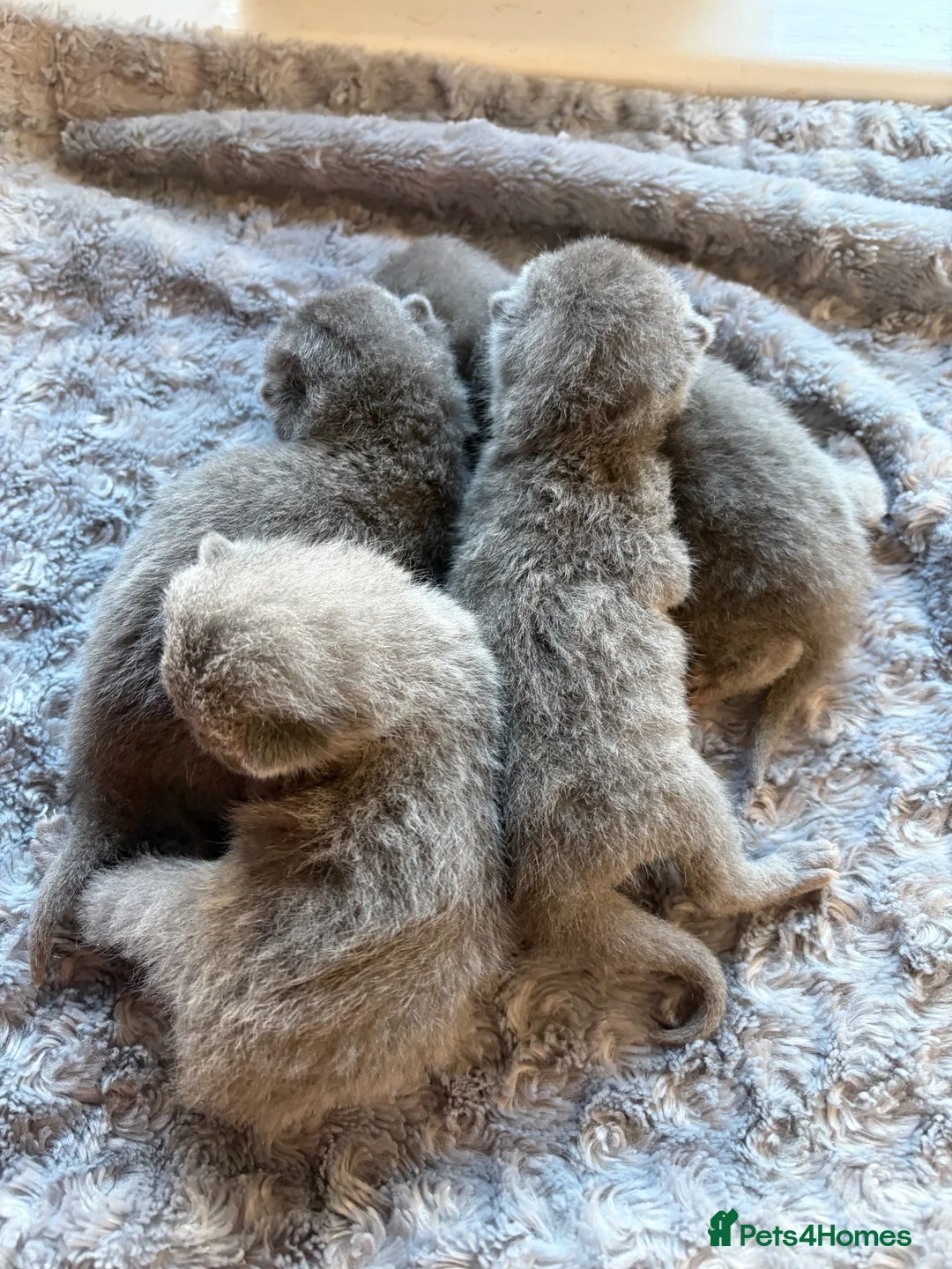 British Shorthair cats for sale: BSH kittens  - Advert 6