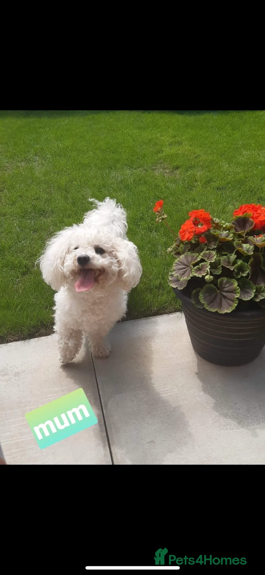 Poochon dogs for sale: Beautiful Poochon puppies! - Advert 17