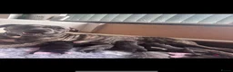Staffordshire Bull Terrier dogs for sale: Gorgeous staffordshire bull terrier puppies - Advert 2