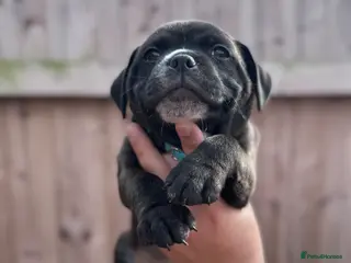 Staffordshire Bull Terrier dogs KC Staffordshire Bull Terrier - Advert 13