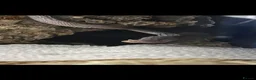 Corn Snake reptiles for sale: Coal the corn snake - Advert 2
