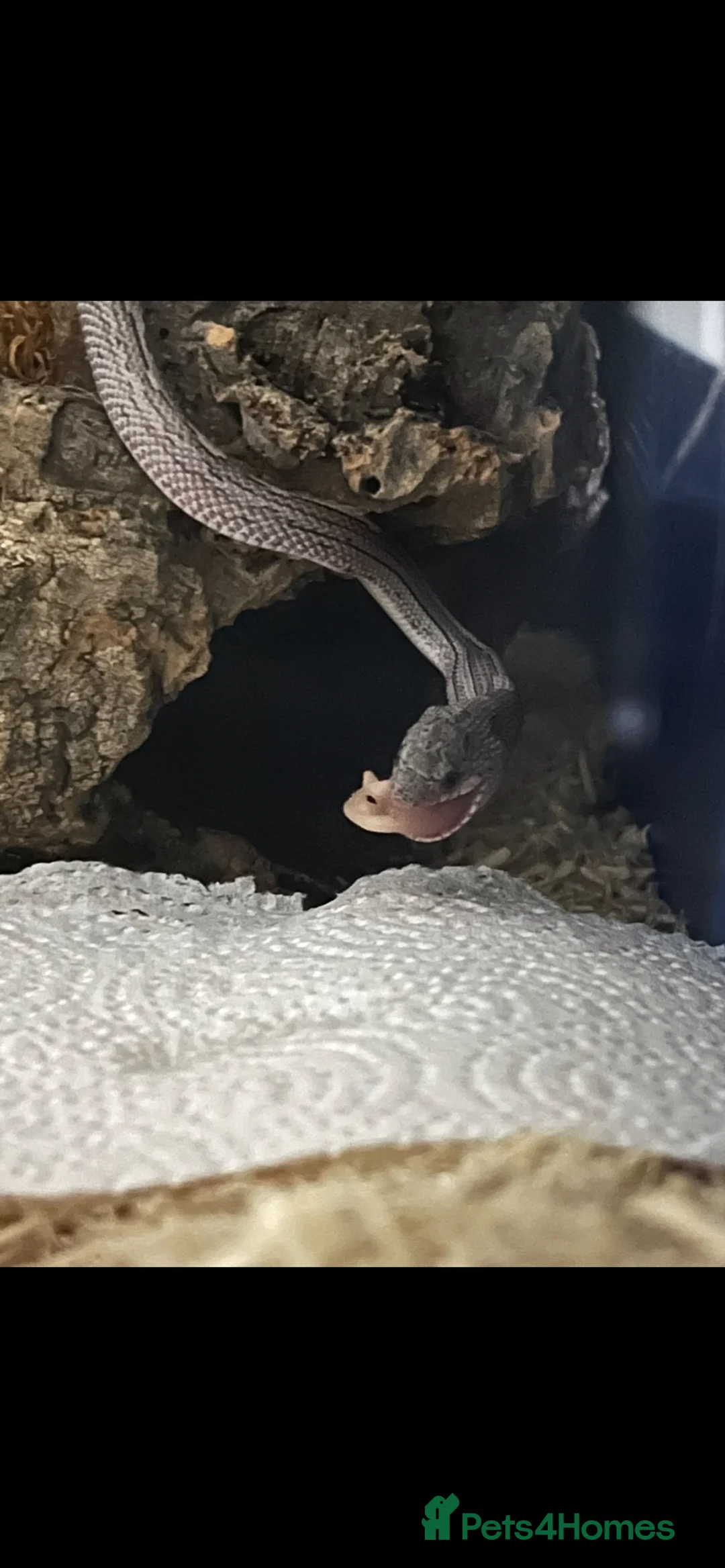 Corn Snake reptiles for sale: Coal the corn snake - Advert 2