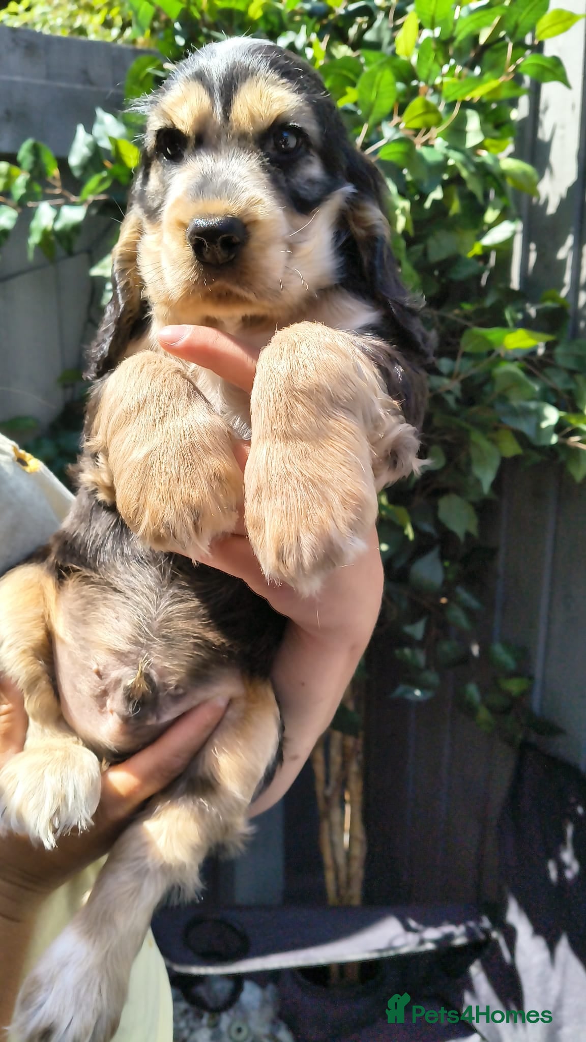 Cocker Spaniel dogs 🌟Rare Coloured Show-Type Cocker Spaniel Puppies🌟 - Advert 10