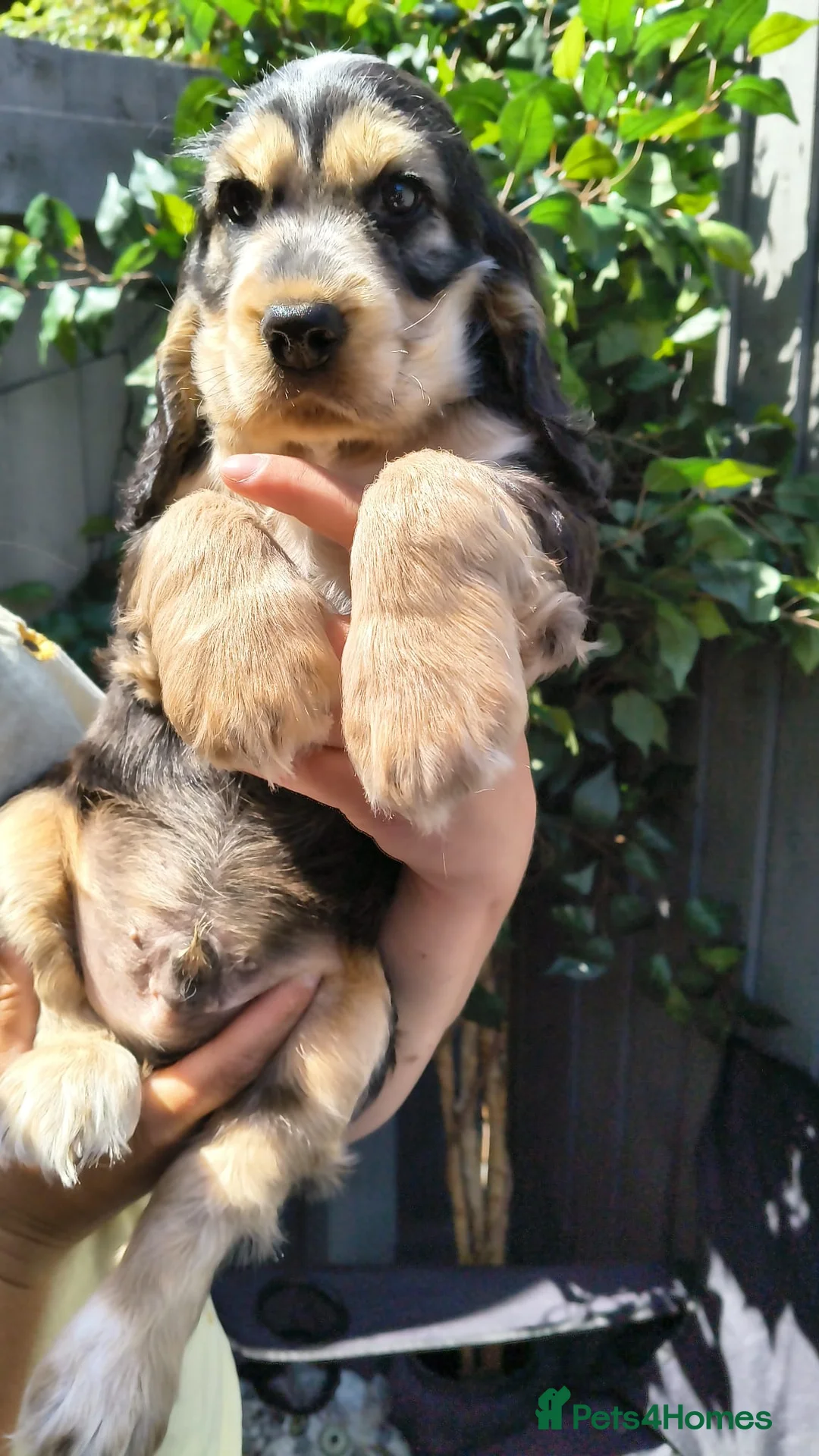Cocker Spaniel dogs for sale: 🌟Rare Coloured Show-Type Cocker Spaniel Puppies🌟 - Advert 1