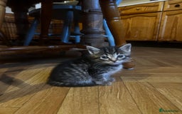 Mixed Breed cats for sale: Adorable Kittens Ready to Leave soon - Advert 11
