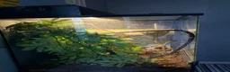 Gecko reptiles for sale: crested gecko and full enclosure for sale  - Advert 4