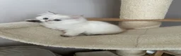 British Longhair cats for sale: British longhair little cuties - Advert 20