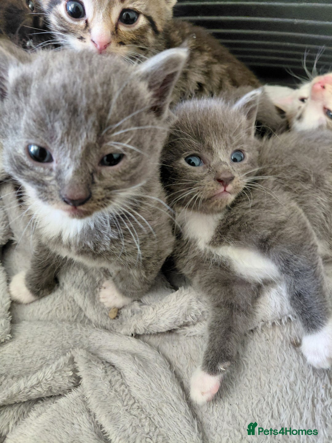 Mixed Breed cats for sale: Beautiful kittens - Image 7